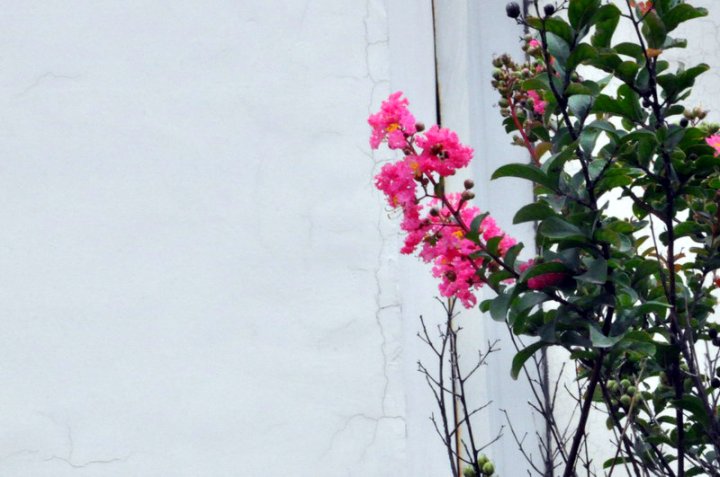 摄影题诗：寂寞香（柏鸥）