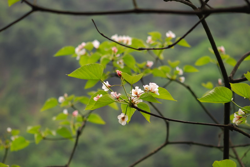 遥寄清明（鹿洼煤矿 徐亭）