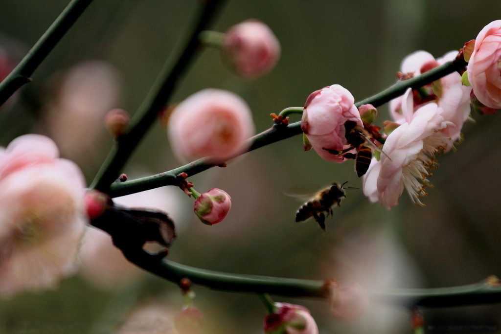 春回大地，莫负春光（太平煤矿 孟苗）