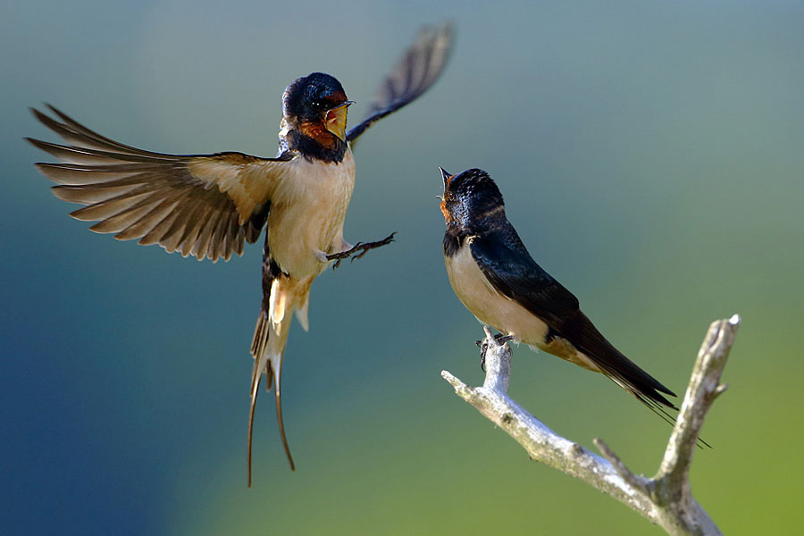又是一年燕子回时（花园煤矿  陈凤阁）